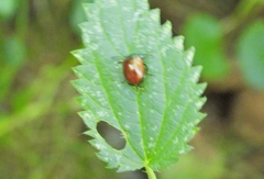Chrysolina polita