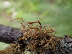 Opegrapha sphaerophoricola
