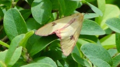 Diacrisia sannio