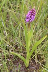 Dactylorhiza incarnata