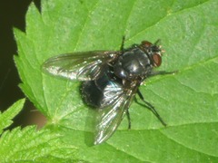 Calliphora vomitoria