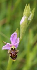 Ophrys scolopax