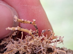 Opegrapha sphaerophoricola