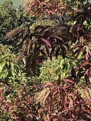 Oxydendrum