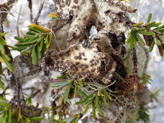 Lobarina scrobiculata