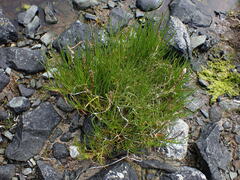 Triglochin maritima