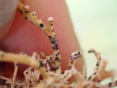 Opegrapha sphaerophoricola