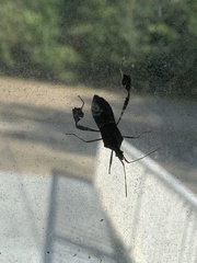 Leptoglossus oppositus