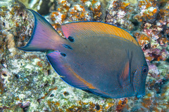 Acanthurus nigrofuscus