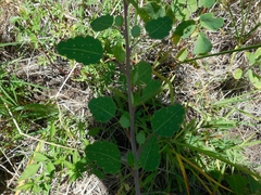 Porophyllum ruderale macrocephalum