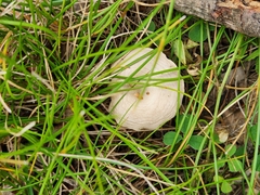 Cantharellula umbonata