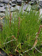 Triglochin maritima