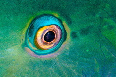 Chlorurus microrhinos