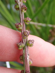 Triglochin maritima
