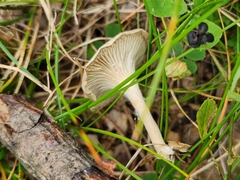 Cantharellula umbonata