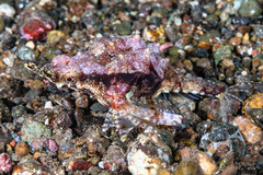 Eurypegasus draconis