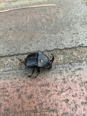 Phanaeus triangularis