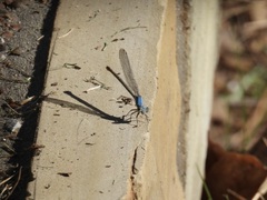 Argia apicalis