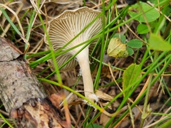Cantharellula umbonata