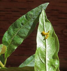 Cycloneda sanguinea