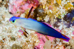 Nemateleotris decora