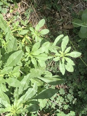 Amaranthus polygonoides