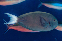 Acanthurus thompsoni