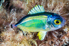 Myripristis