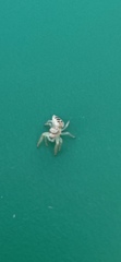 Hentzia mitrata