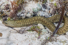 Gymnothorax richardsonii