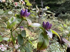 Gentiana clausa
