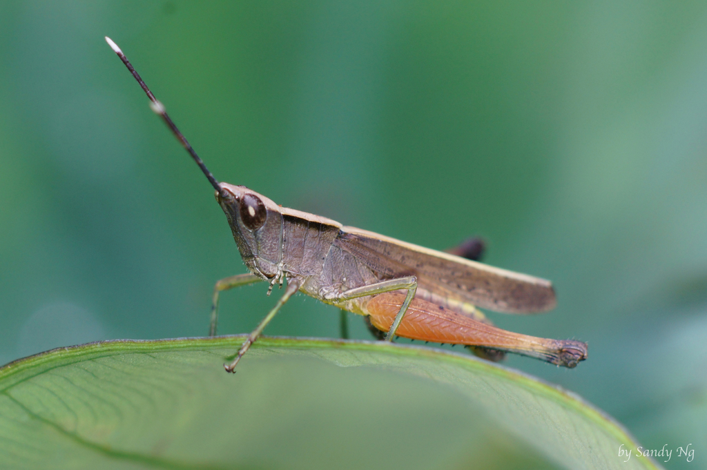 Phlaeoba antennata