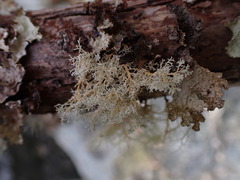 Sphaerophorus tuckermanii