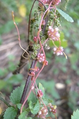 Cuscuta