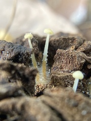 Strobilurus conigenoides