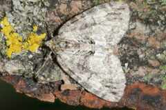 Hydriomena perfracta