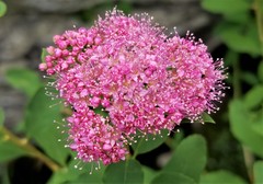 Spiraea splendens splendens