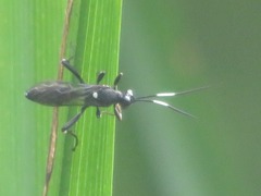 Achaius oratorius