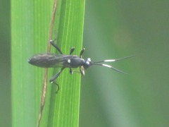 Achaius oratorius