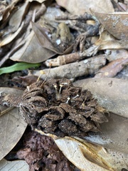 Strobilurus conigenoides