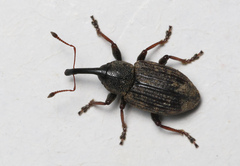 Notaris acridulus