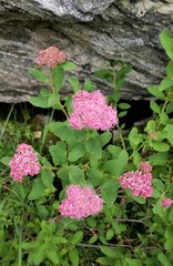 Spiraea splendens splendens