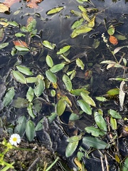Potamogeton nodosus