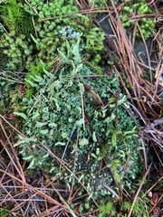 Cladonia coniocraea