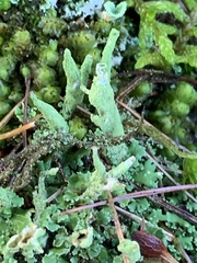 Cladonia coniocraea