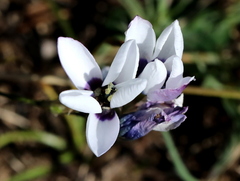 Ixia versicolor