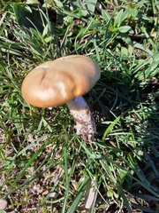 Stropharia coronilla
