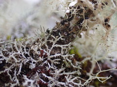 Physcia tenella