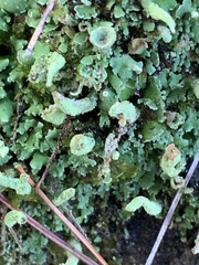 Cladonia coniocraea