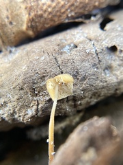 Strobilurus conigenoides